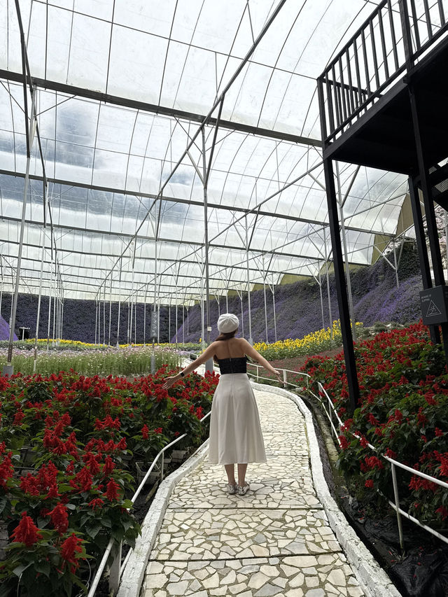 Best OOTD Spot at Cameron Highlands