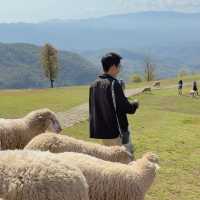 อาข่า ฟาร์มวิลล์ (Akha FarmVille) 🐑🌳🍃 