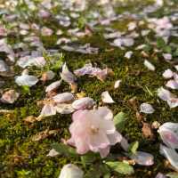 比日本櫻花更美🌸🌸武漢小眾賞櫻地點🤫