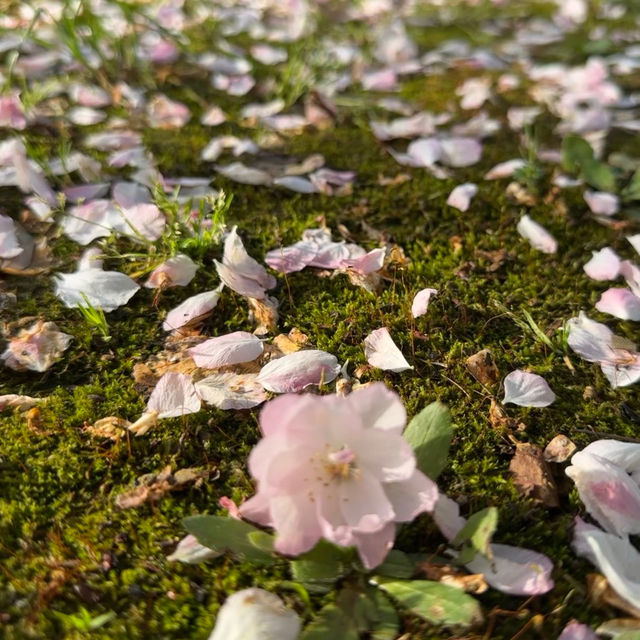 比日本櫻花更美🌸🌸武漢小眾賞櫻地點🤫