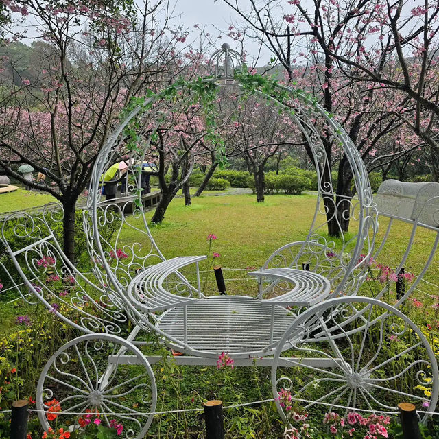 台北櫻花🌸陽明山下櫻花舞🩷花鐘閃耀映晴初🌸