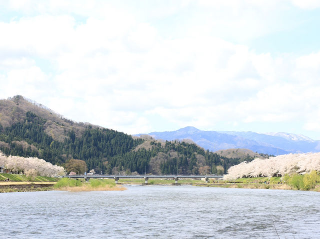 ซากุระบานริมสายน้ำ ที่ Hinokinai River, Kakunodate