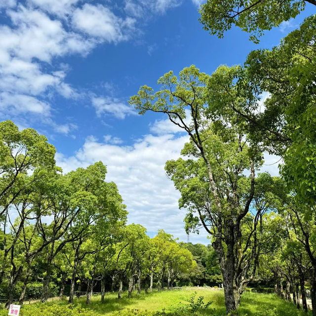 額田山展望台 | 城市繁華中的靜謐