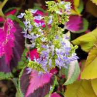🌸 **鴨脷洲公園櫻花觀賞遊覽分享** 🌸