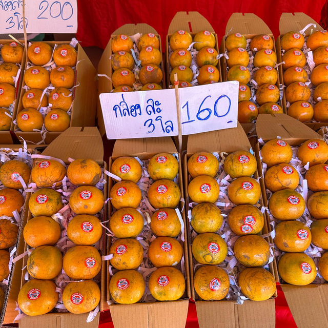 เก็บส้ม🍊 กินส้ม ที่สวนส้มชไมพร เชียงใหม่