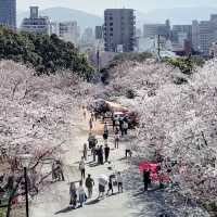 🌸 **福岡西公園櫻花觀賞遊覽分享** 🌸