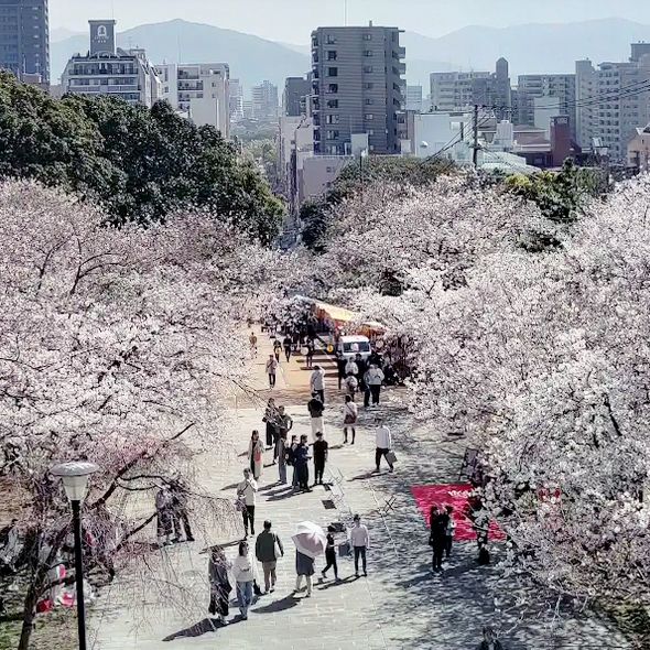 🌸 **福岡西公園櫻花觀賞遊覽分享** 🌸