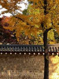 Golden Leaves & Chilly Breeze: Fall in Korea