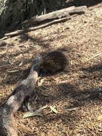 Tasmania Explorer