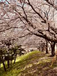 Spring's Art, History, and Local Life Blend 🎨🌿 