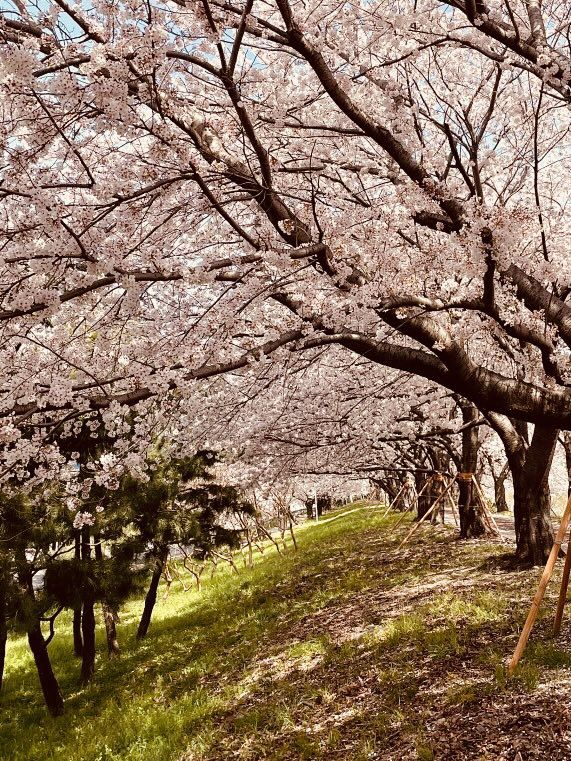 Spring's Art, History, and Local Life Blend 🎨🌿 