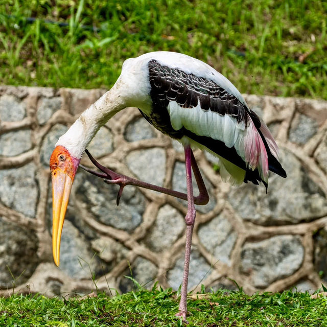 新加坡飛禽公園～鳥類的天堂