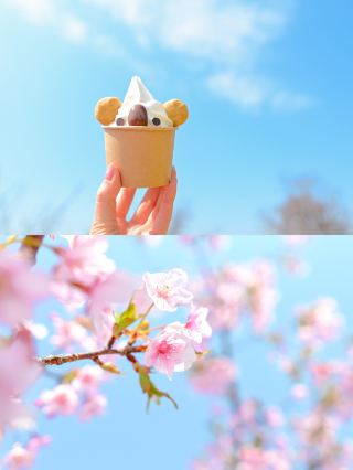 You can enjoy both rapeseed flowers and cherry blossoms🌸🌼
【 Awaji Island 】

In the park, there are rapeseed fields, cherry blossoms, rabbits and sheep🐑🌸 The koala ice cream at Milk House was also too cute🐨🍦

The grounds are so large that they take you to England Hill on a trolley-like bus, which is also nice🫶

The weather was nice and I was healed by all the flowers😚
The swan boats looked fun too🚤

It was so big that I couldn't see everything in one day, so I'd like to go again👒🌼🫧

✍🏻ᴛʀɪᴘ ᴍᴇᴍᴏˊ˗

【Admission Fee】
Adults (high school students and above) 1200 yen
Children (4 years old and above) 400 yen

◽️ꜱᴘᴏᴛ ɪɴꜰᴏ＿＿＿＿＿＿＿＿＿＿＿＿＿＿

📍#AwajiFarmPark
　1401 Yagi Yogikami, Minamiawaji City

＿＿＿＿＿＿＿＿＿＿＿＿＿＿＿＿＿＿＿

#AwajiIsland#awajshima
#AwajiIslandTourism#AwajiIslandTrip

#Spring0yenTrip