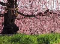 Chasing Sakura at Suzuka No Mori Teien Mie Prefecture 