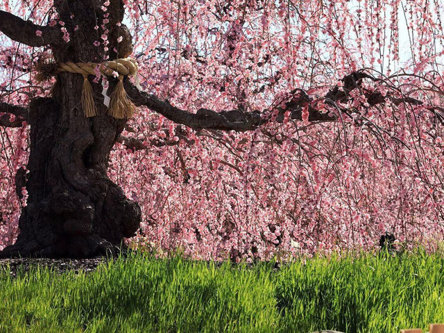 Chasing Sakura at Suzuka No Mori Teien Mie Prefecture 