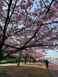 Chasing Sakura at Shioiri Park 🌸