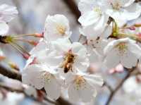 Chasing Sakura at Hosshin Park in Kurume City