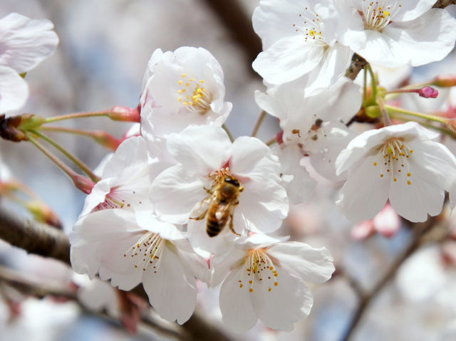 Chasing Sakura at Hosshin Park in Kurume City