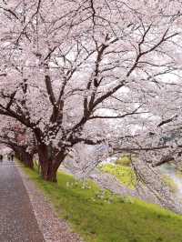 Chasing Sakura at Shibata River Park