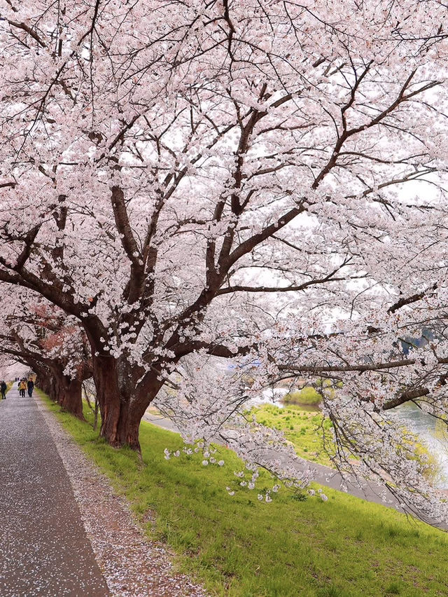 Chasing Sakura at Shibata River Park