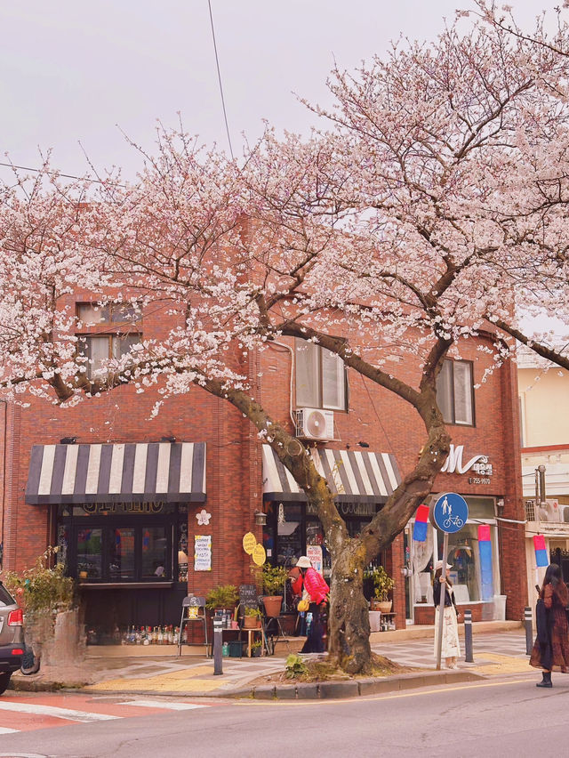 : 제주 가볼만 한 곳 : 제주 전농로 벚꽃길