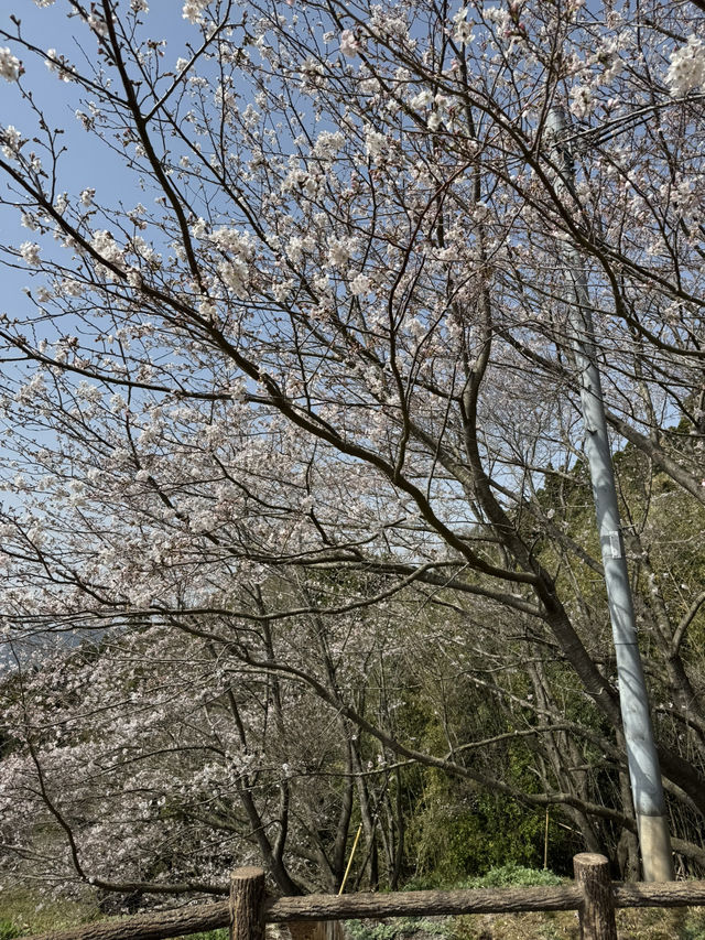 櫻櫻溫泉旅館