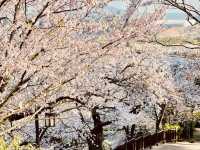A Scenic Spring Walk in Gyeongpodae pavilion