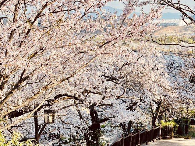 A Scenic Spring Walk in Gyeongpodae pavilion