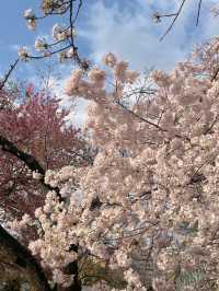 도쿄 벚꽃 명소 꽃놀이🌸