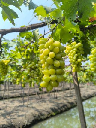 Charoen Phon Vineyard, Sweet Grapes, Ban Phaeo