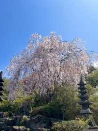 【福島×春旅】 70年以上かけ華族で作った花見山公園