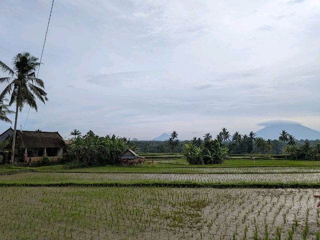 Learning to Cook Like a Local at Ubud