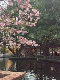 Baomo Garden Cherry Blossoms