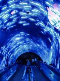 Grandview Aquarium – A Suburban Ocean Wonderland
