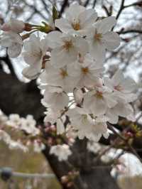 【大阪城】桜満開🌸