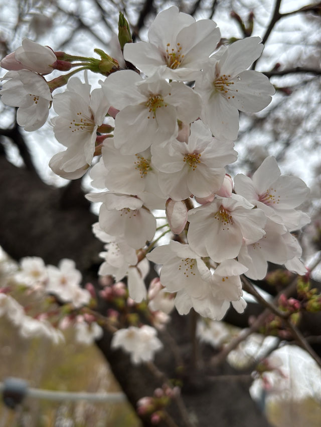【大阪城】桜満開🌸
