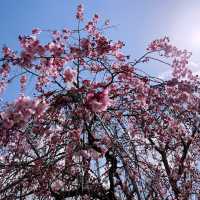 【亀岡🇯🇵】京都の穴場桜スポットはここ🌸