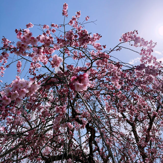 【亀岡🇯🇵】京都の穴場桜スポットはここ🌸