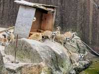 【伊豆】伊豆シャボテン動物公園で動物とサボテンと触れ合う