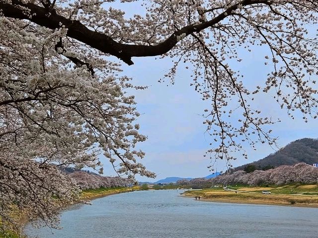 仙台賞櫻-白石川堤一目千本櫻，沿河兩岸的爆開櫻花海