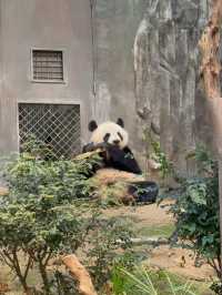 陪伴香港人長大的主題樂園！必看6隻熊貓！期間限定的熊貓寶寶！