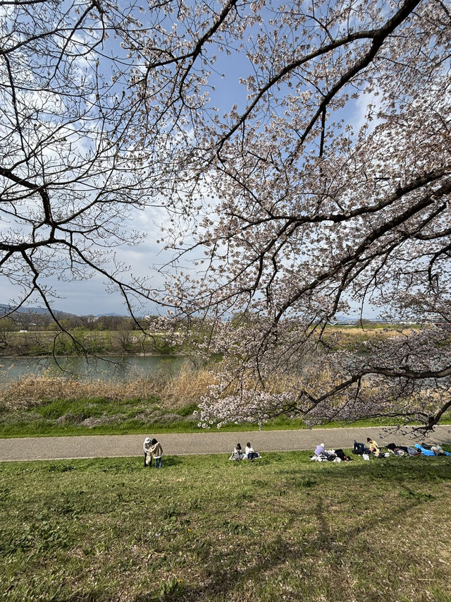 京都賞櫻之旅