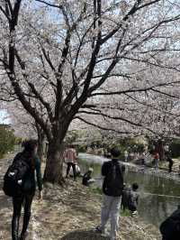 京都賞櫻之旅