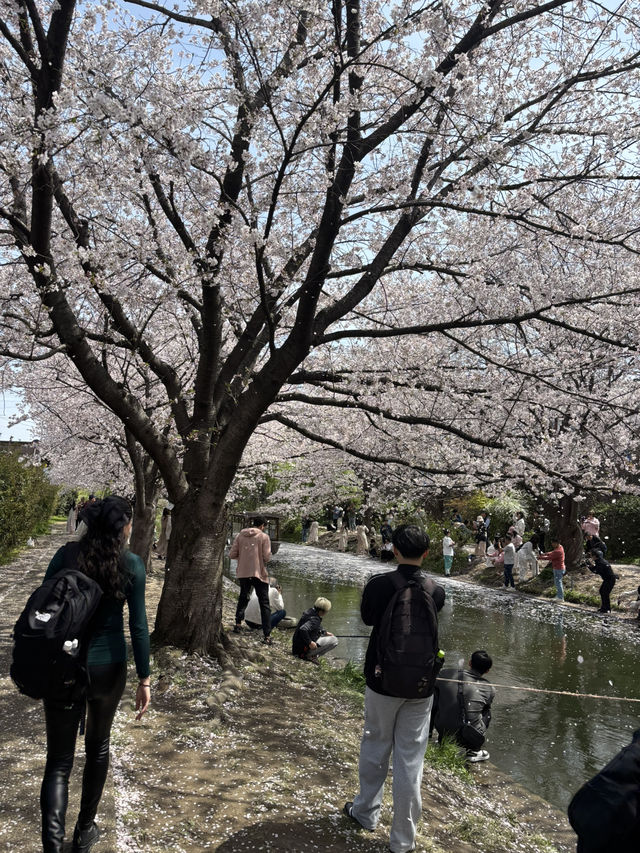 京都賞櫻之旅
