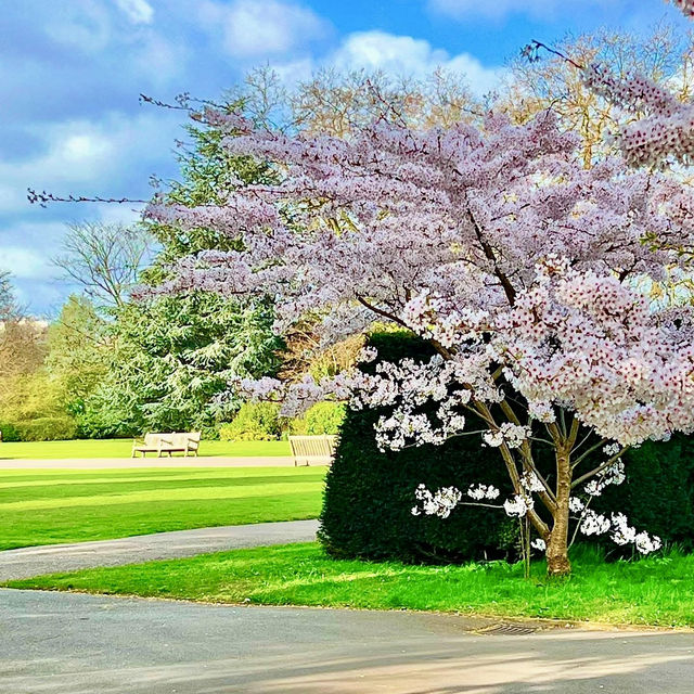 Cherry Blossom Walk at Regent’s Park