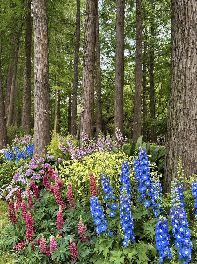 Snapdragons & Serenity: Spring Stroll in Taiziwan Park