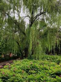 洛陽隋唐城遺址植物園賞牡丹