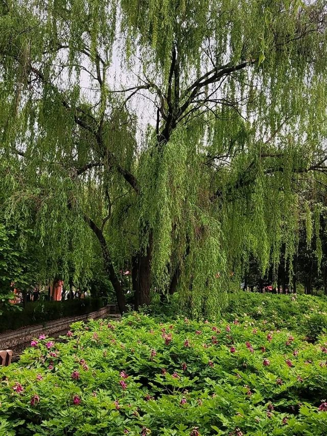 洛陽隋唐城遺址植物園賞牡丹