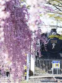 2025 Japan Weeping Cherry Blossom Guide | The Top 2 Weeping Cherry Blossom Spots You Must Visit