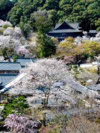 Nara Hase-dera Temple: A Romantic Encounter of Cherry Blossoms and Ancient Temples 🌸⛩️